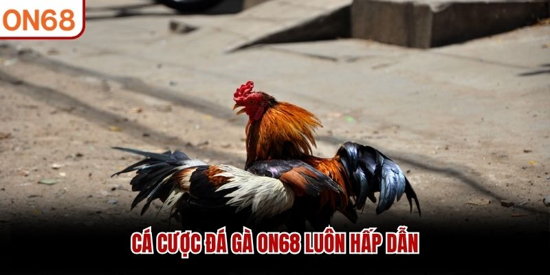 đá gà on68