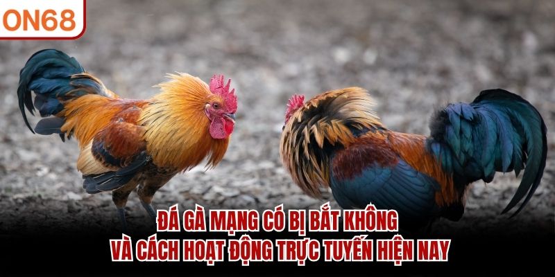 Đá gà mạng có bị bắt không và cách hoạt động trực tuyến hiện nay đá gà mạng có bị bắt không