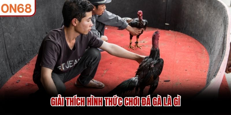 đá gà là gì