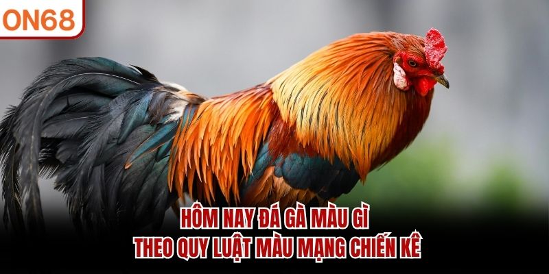 Hôm nay đá gà màu gì theo quy luật màu mạng chiến kê Hôm nay đá gà màu gì
