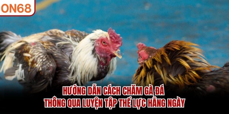 hướng dẫn cách chăm gà đá