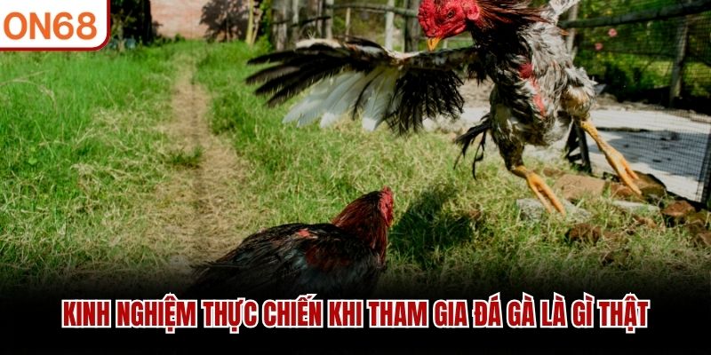 đá gà là gì