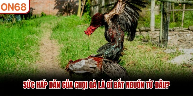 đá gà là gì